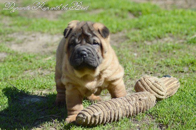 Shar-Pei-izvanredno-leglo-