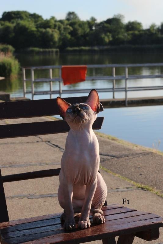 Kanadske-Sphynx-mace-