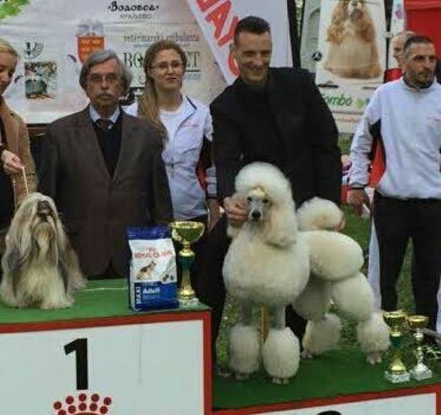 Kraljevska-Standard-pudla-stenad--