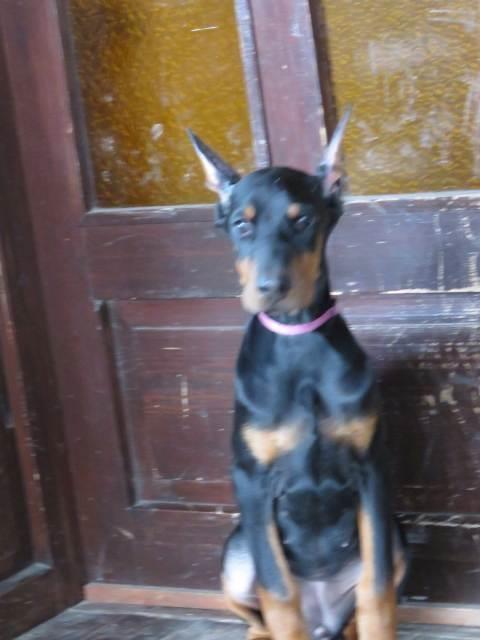 Doberman-štenci