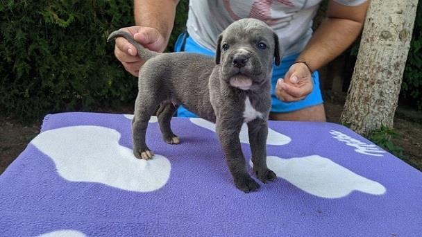 Cane-corso-stenci-sive-boje