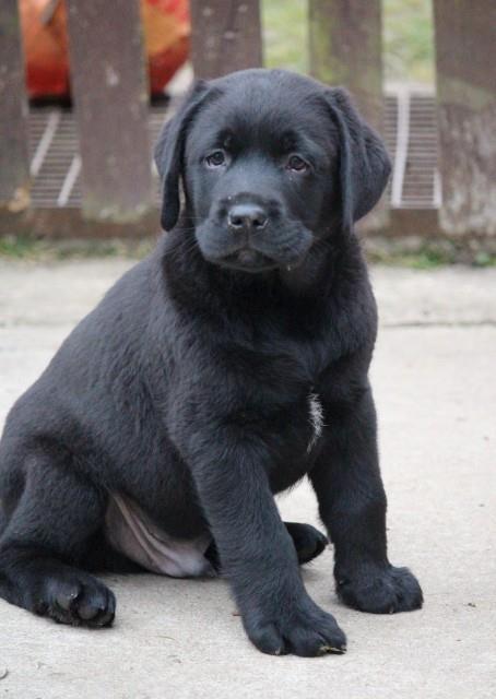 Labrador-stenci