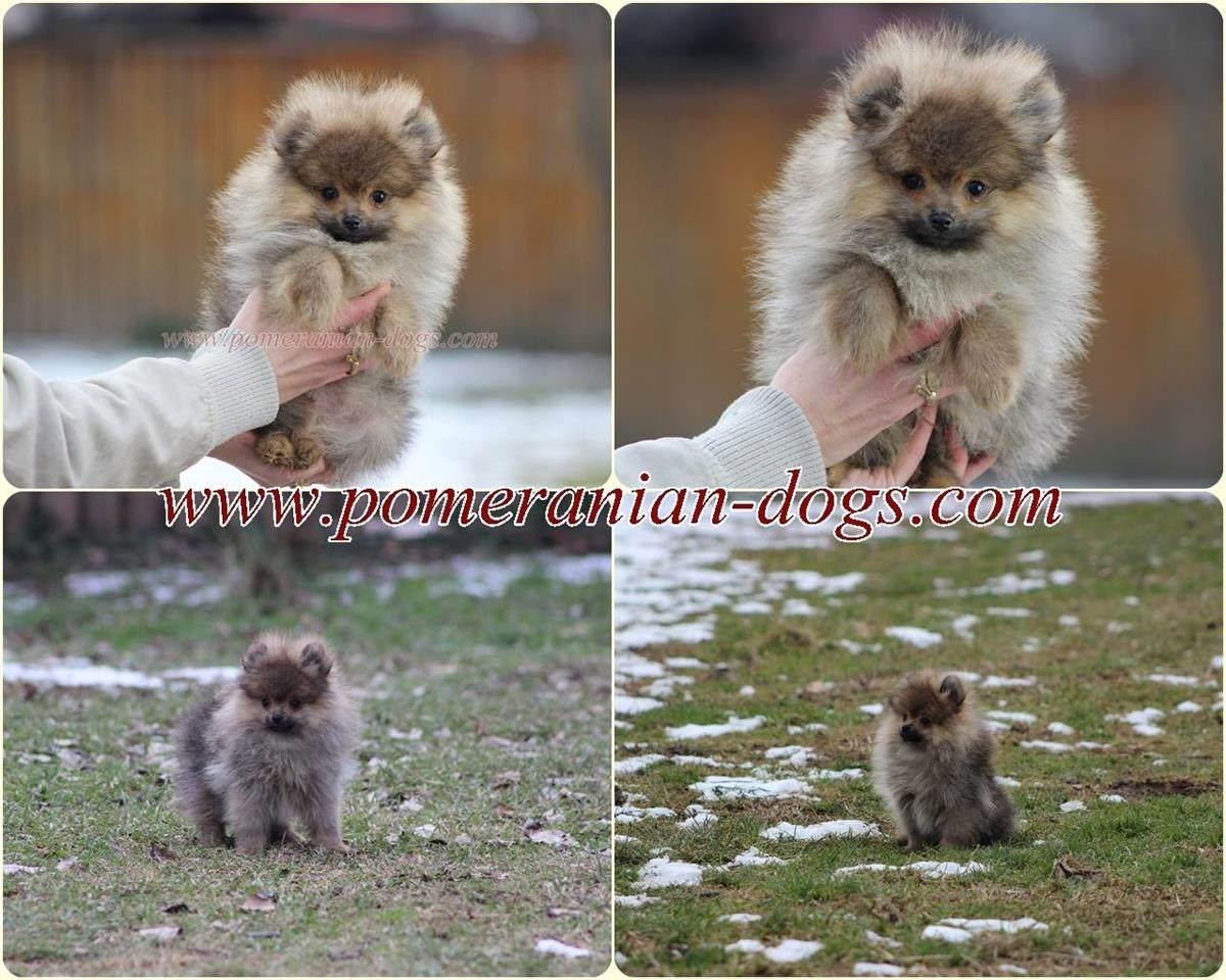 Pomeranac-Boo-stenci