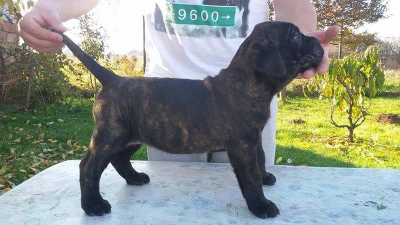 Cane-Corso-štenad-na-prodaju