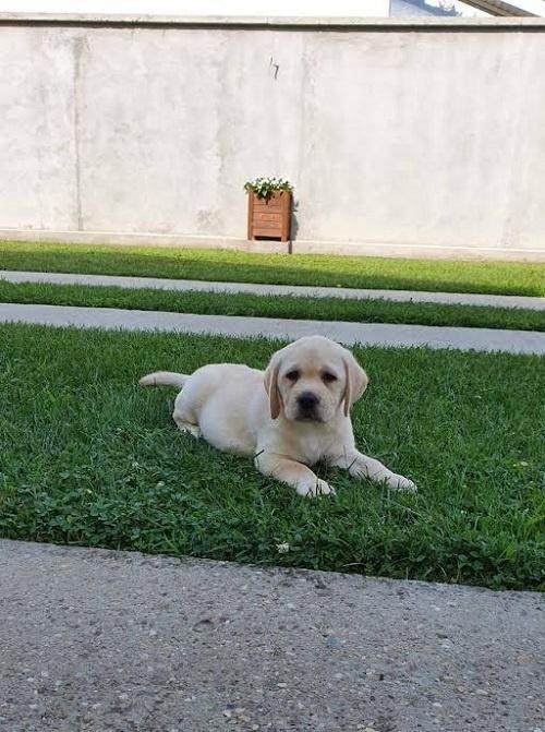 LABRADOR-stenci