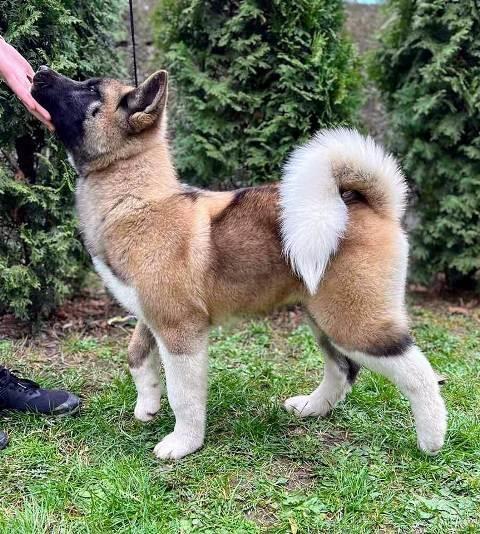 Američka-Akita-štenci
