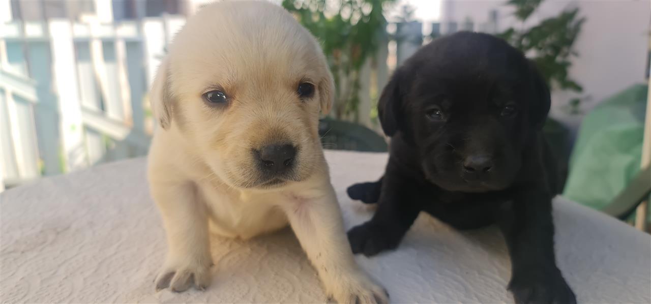 Labrador-Retriver-štenci
