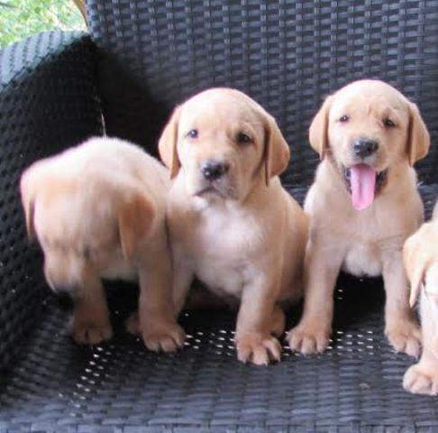 Labrador-Retriver--stenci