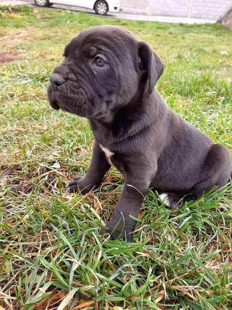 Cane-Corso--štenci