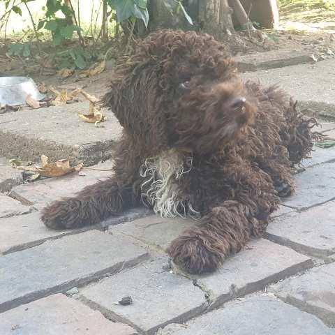 Lagotto-Romagnolo--štenci