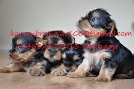  Lijepe Yorkshire Terrier štenci