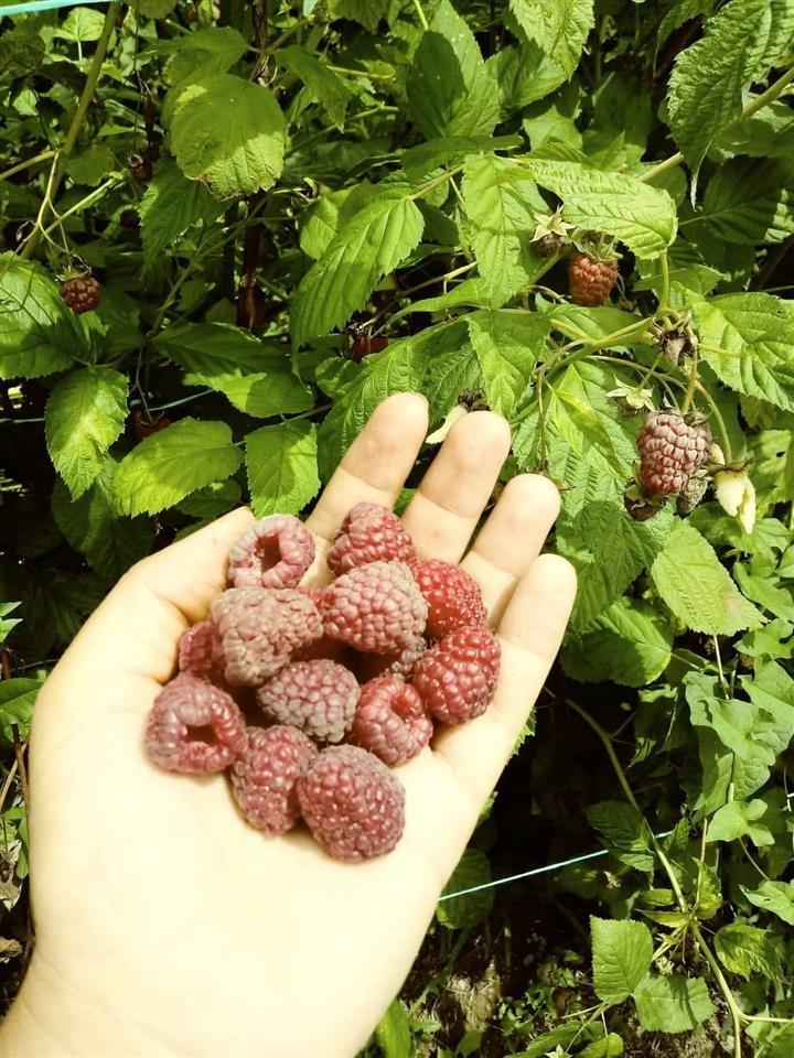 Sadnice-malina-na-prodaju