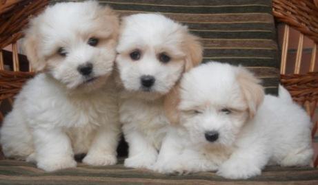 COTON-DE-TULEAR-stenad-sampionskog-porekla
