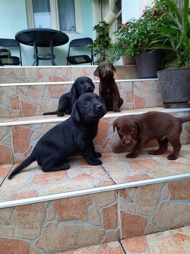 Labrador-stenci