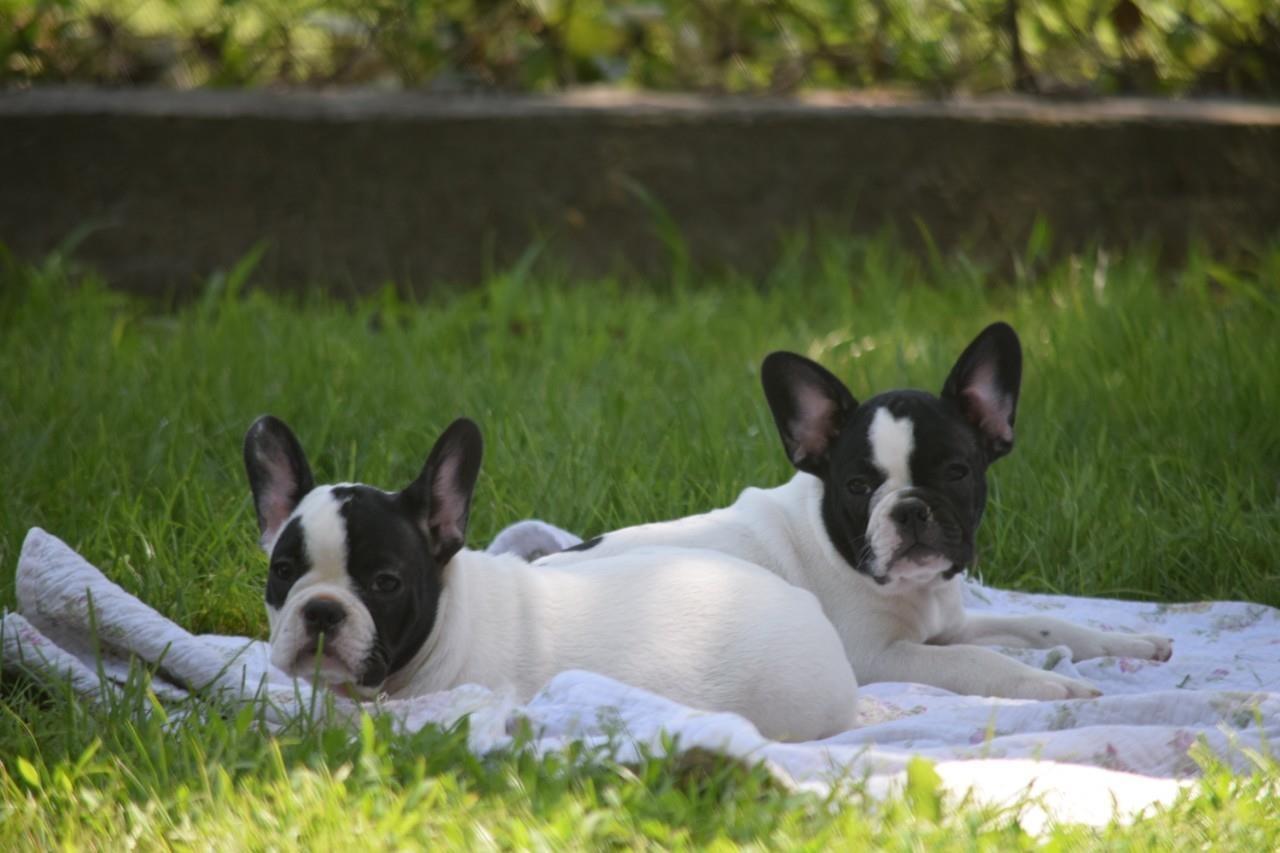 Francuski-buldog-štenci