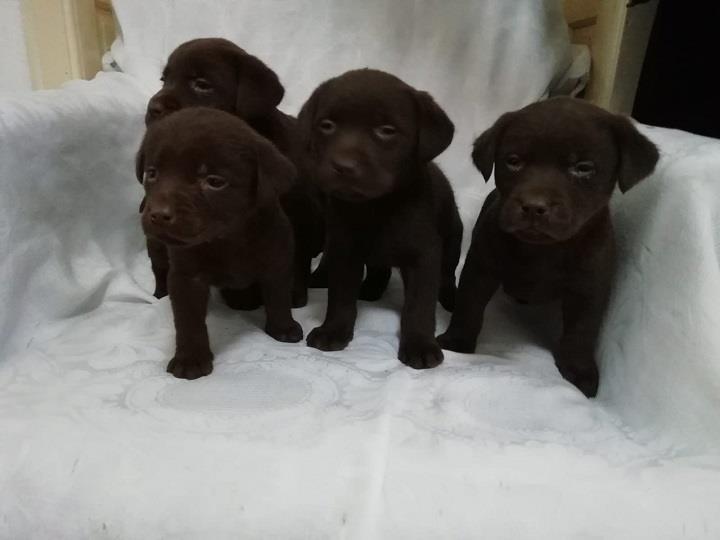 Labrador-štenci