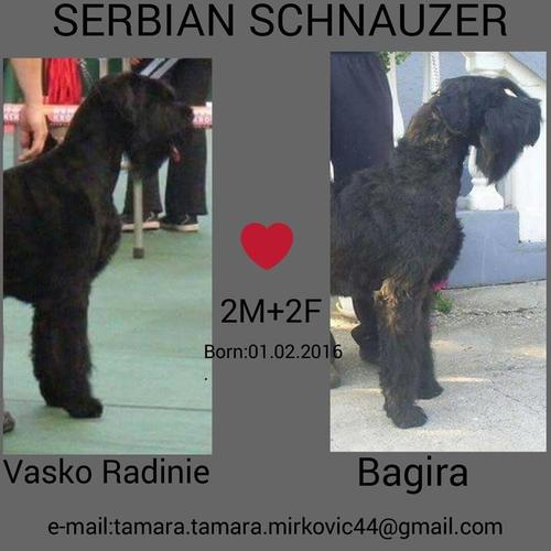 Stence velikog snaucera