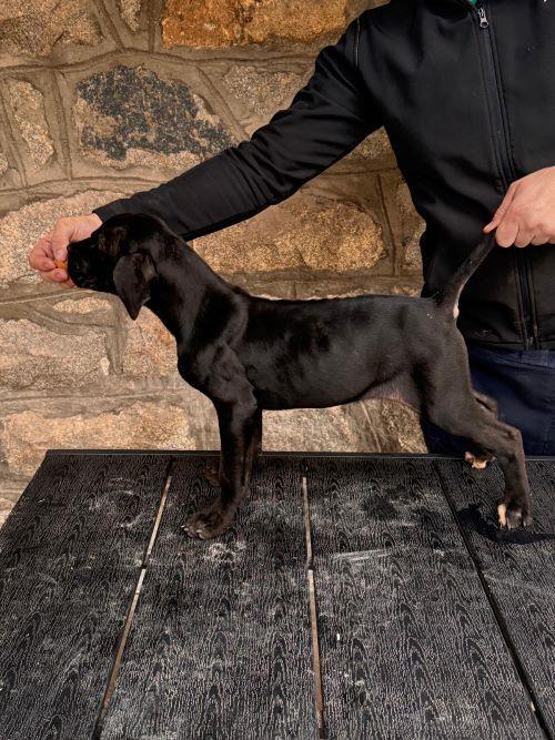 Cane-Corso-štenci