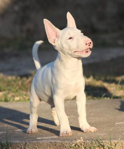 Mini Bull Terijer