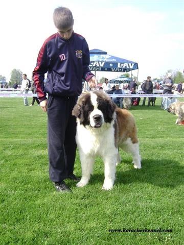 Kovachevkennel