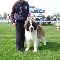 Kovachevkennel