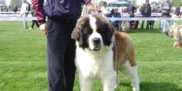 Kovachevkennel