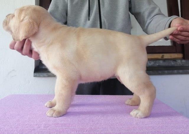 Stenci-LABRADOR-RETRIVERA