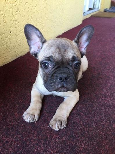 Francuski-buldog