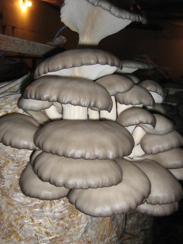 Micelijum-za-bukovače-i-šitake