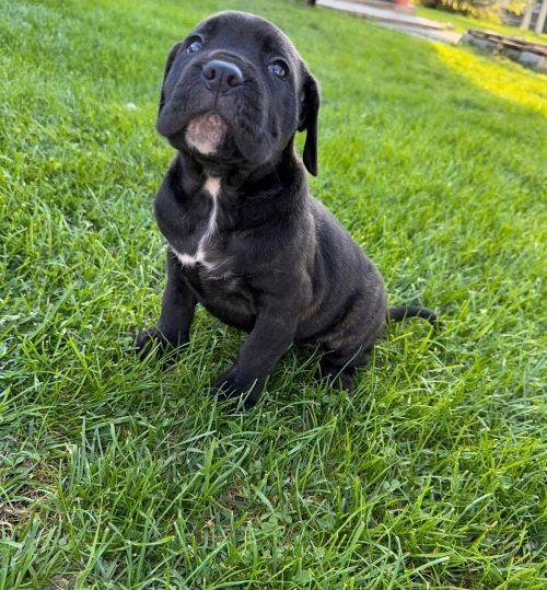 Cane-Corso-štenci