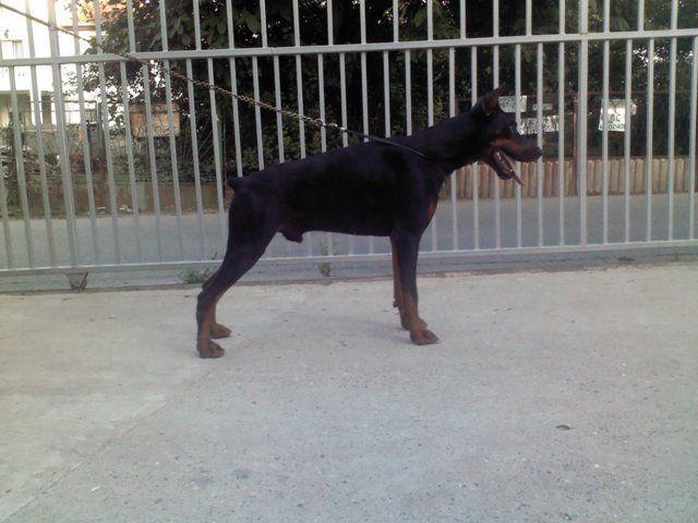 Doberman-stenci