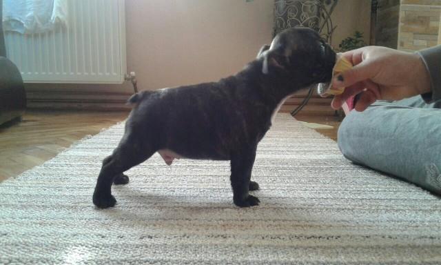 Francuski-buldog-stenad