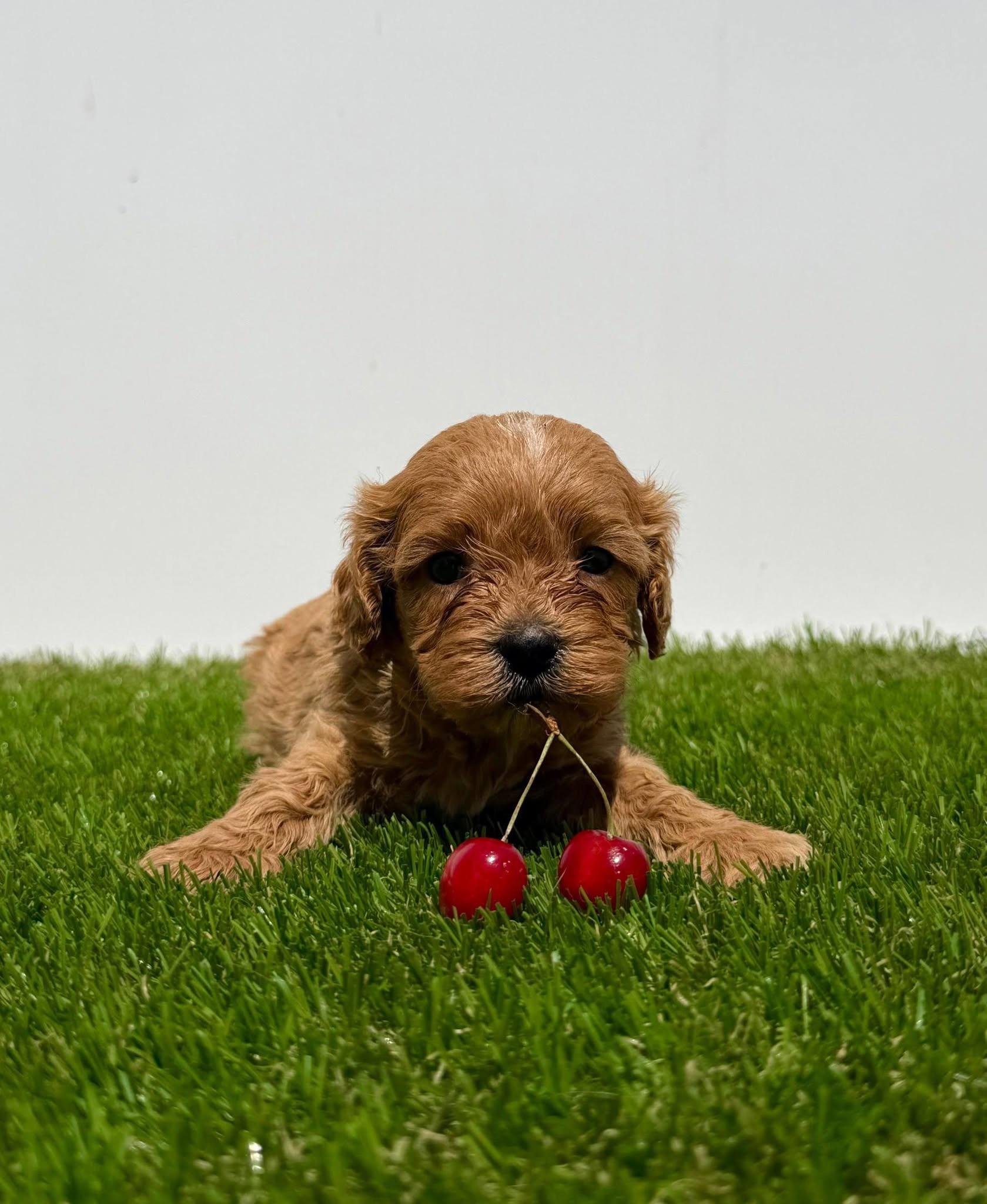 Cavapoo-Kavapu--cavalier-king-charles-spaniel-+-pudla-