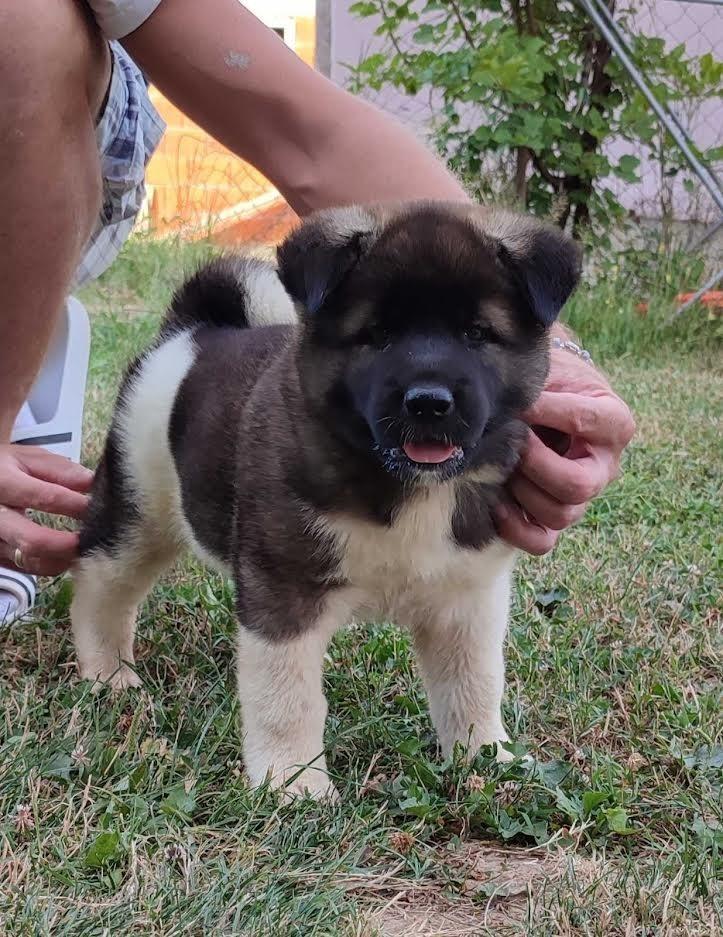 Američka-Akita-