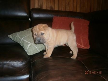 SHAR-PEI--zensko-stene