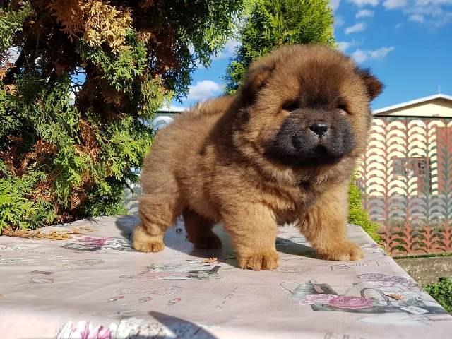 Chow-cau-cau