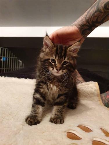 Maine Coon Kittens