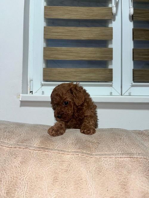 Toy-pudlica