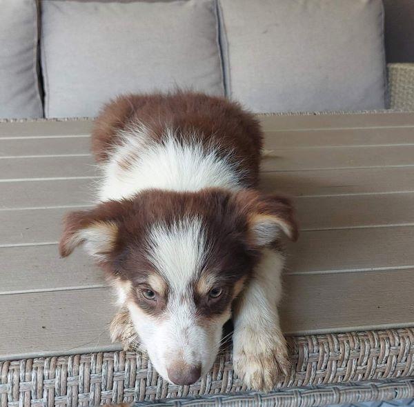 Border-koli-collie-štenci