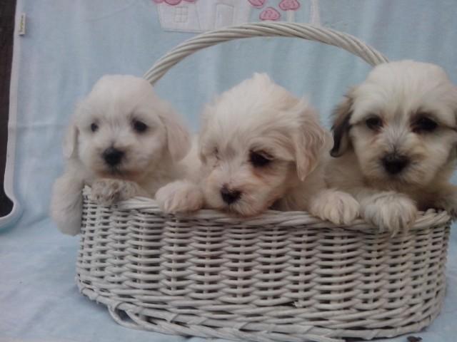 Coton-de-tulear-tulearski-pas-stenci