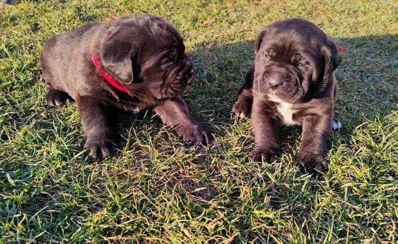 Cane-Corso-štenci
