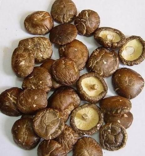 Shiitake Business
