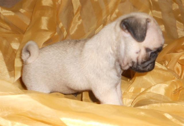 Stenad-mops
