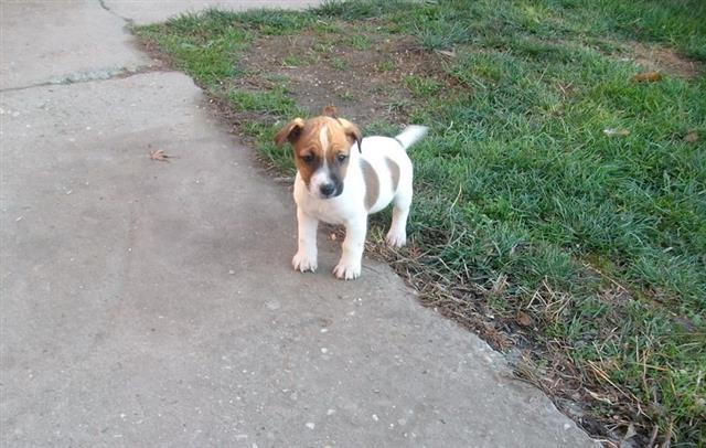 Jack Russell Terrier