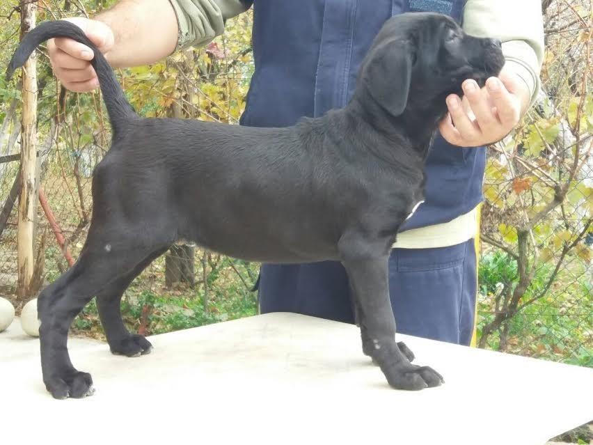 Cane-Corso--izuzetnog-potencijala