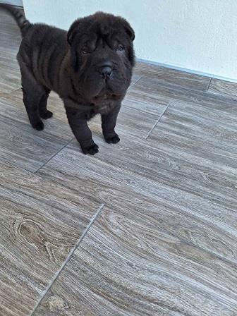 Shar-Pei---Šar-pej-štene