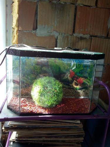 Akvarium