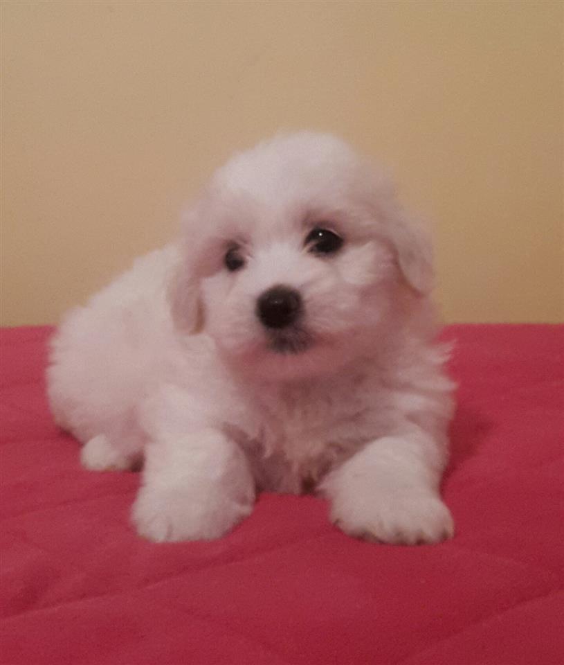 Coton-de-Tulear