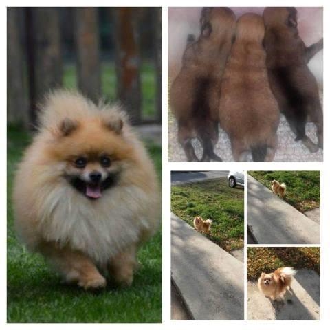 Pomeranski-spic