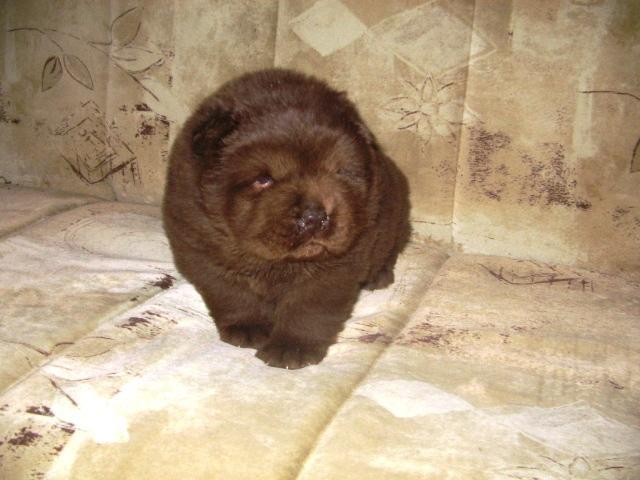 CHOW CHOW